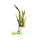 سانسوریا ابلق