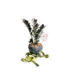 زامیفولیا بلک